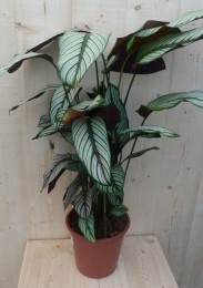 CalatheaWhitestarPauwenplantwitblad60cm-Warentuinnatuurlijk