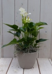 FlamingoplantAnthuriumwitintaupepot40cmWarentuinNatuurlijk-Warentuinnatuurlijk