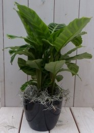Calatheagroenbladzwarteantracietepot40cm-Warentuinnatuurlijk