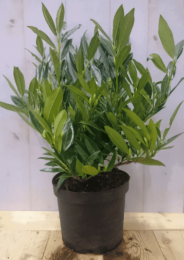 PrunusOtto40cm-Warentuinnatuurlijk