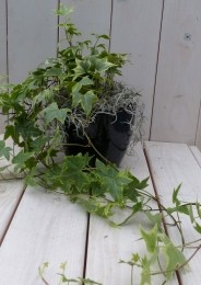 KlimopHedreabontzwarteantracietepot25cm-Warentuinnatuurlijk
