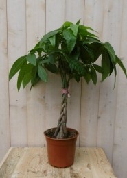 KamerplantGeldboomopstam60cm-Warentuinnatuurlijk
