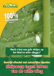 SluipwesptegendelarvenvandewittevliegECOstyle-Ecostylenatuurlijkevijanden