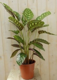 CalatheaMakoyanaPauwenplantlichtgroengrootblad60cm-Warentuinnatuurlijk