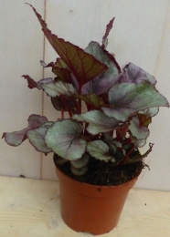 KamerplantMinibladBegoniaRoodBegoniaceae-Warentuinnatuurlijk