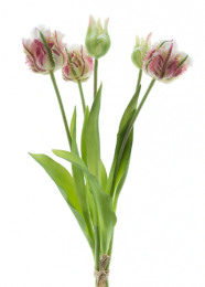 BosjekunsttulpenParrotSallyx5pink40cm-Buitengewoondeboet
