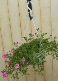 PetuniaMillionBellsroze-Warentuinnatuurlijk