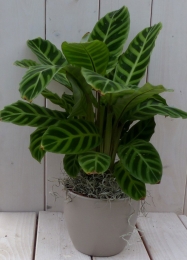 Calatheagroenbladtaupepot40cm-Warentuinnatuurlijk