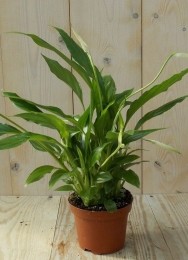 LepelplantSpathiphyllum25cm-Warentuinnatuurlijk