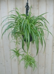 HangplantGraslelie-Warentuinnatuurlijk
