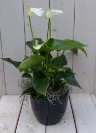 FlamingoplantAnthuriumwitinzwarteantracietepot40cm-Warentuinnatuurlijk