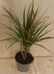 DrakenbloedboomDracaenaMarginataSmalBladRoze30cm-Warentuinnatuurlijk