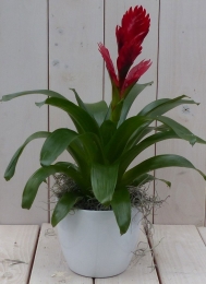 Bromeliawittepot30cmWarentuinNatuurlijk-Warentuinnatuurlijk