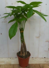 KamerplantGeldboomPachira-Warentuinnatuurlijk