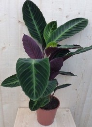 CalatheaWarscewicziiPauwenplantgrootbladpaarseonderkant60cm-Warentuinnatuurlijk
