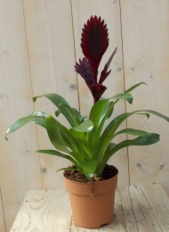 BromeliaVerissarooddonkerrood30cmWarentuinNatuurlijk-Warentuinnatuurlijk