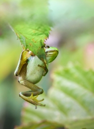 Tuinschilderijkikker130x70cmCustomize-it-Customizeit