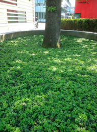 PlantenmatvasteplantenWaldsteiniaTemnataGoudaardbeiprijsper1m2cmCovergreen-Covergreen