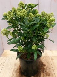 Skimmiawit40cmWarentuinNatuurlijk-Warentuinnatuurlijk