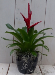Bromeliazwarteantracietepot30cmWarentuinNatuurlijk-Warentuinnatuurlijk