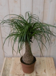 OlifantspootBeaucarnea60cmKamerplanteendikkestamWarentuinNatuurlijk-Warentuinnatuurlijk