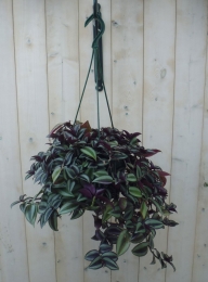 HangplantTradescantiadonkerroodVaderplantWarentuinNatuurlijk-Warentuinnatuurlijk