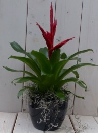 Bromeliazwarteantracietepot30cm-Warentuinnatuurlijk