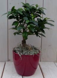 BonsaiFicusmicrocarparodepot30cm-Warentuinnatuurlijk
