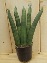 KamerplantVrouwentongSansevieriaMini-Warentuinnatuurlijk