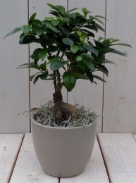BonsaiFicusmicrocarpataupepot30cmWarentuinNatuurlijk-Warentuinnatuurlijk