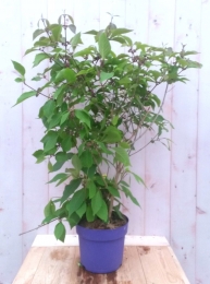 CallicarpaSchoonvrucht80cmWarentuinNatuurlijk-Warentuinnatuurlijk