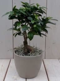 BonsaiFicusmicrocarpataupepot30cmWarentuinNatuurlijk-Warentuinnatuurlijk
