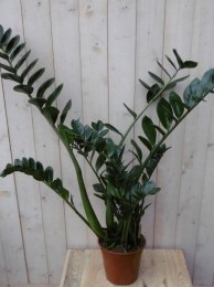 KamerplantZamioculcas80cm-Warentuinnatuurlijk