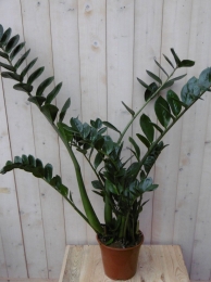 KamerplantZamioculcas80cm-Warentuinnatuurlijk