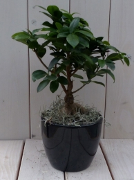 BonsaiFicusmicrocarpazwarteantracietepot30cm-Warentuinnatuurlijk
