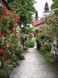 Alleyroses50x70cmTuinschilderij-Customizeit