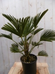 WinterhardePalmboomhoogte70cm-Warentuinnatuurlijk