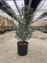 EucalyptusgunniiAzura10literpot-Oosterikhome