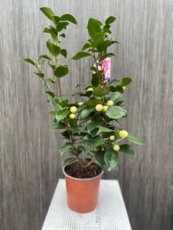 CameliaJaponica-Oosterikhome