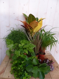 Kamerplantenpakketplantenboxcirca6tot10plantenLichtWarentuinNatuurlijk-Warentuinnatuurlijk