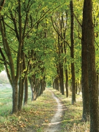 Bomenpad50x70cmTuinschilderijCustomize-it-Customizeit