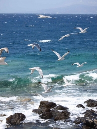 Meeuwenstrand50x70cmTuinschilderijCustomize-it-Customizeit