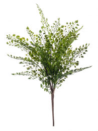 Fernadianthumbush40cmgreenEmerald-Emerald