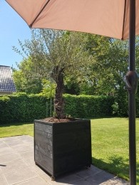 DouglasplantenbakManoumetstaal