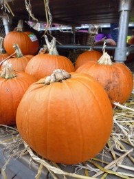 Pompoen20tot30cm-Warentuinnatuurlijk