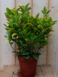 KardinaalsmutsEuonymusgeelbont30cmWarentuinNatuurlijk-Warentuinnatuurlijk