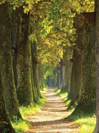 Bospad50x70cmTuinschilderijCustomize-it-Customizeit