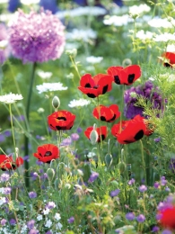 Klaprozenwild50x70cmTuinschilderijCustomize-it-Customizeit