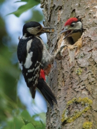 Spechten50x70cmTuinschilderijCustomize-it-Customizeit