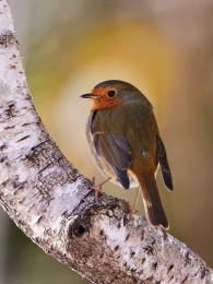 Roodborstberk50x70cmTuinschilderijCustomize-it-Customizeit